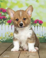 Jeffery, a male Pembroke Welsh Corgi for sale in North Adams, MI – 3 of 5