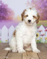 Tulip, a female Miniature Goldendoodle for sale in North Adams, MI – 2 of 5