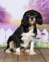 Charlie, a male Cavapoo for sale in North Adams, MI – 4 of 5