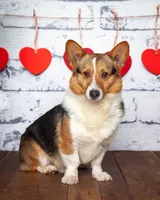 Annie, a female Pembroke Welsh Corgi for sale in North Adams, MI – 4 of 5