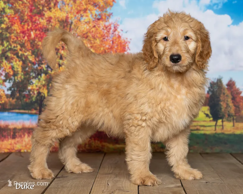 Duke – Goldendoodle puppy for sale in North Adams, MI