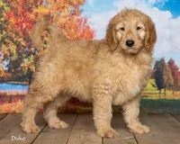 Duke, a male Goldendoodle for sale in North Adams, MI – 1 of 5