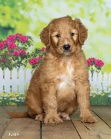 Faith, a female Goldendoodle for sale in North Adams, MI – 2 of 5