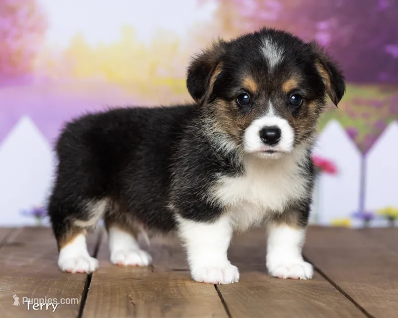 Terry – Pembroke Welsh Corgi puppy for sale in North Adams, MI