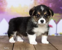 Terry, a male Pembroke Welsh Corgi for sale in North Adams, MI – 1 of 5