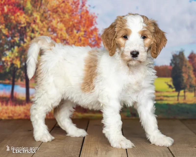 Lucinda – Goldendoodle puppy for sale in North Adams, MI