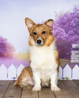 Kaden, a male Pembroke Welsh Corgi for sale in North Adams, MI – 4 of 5
