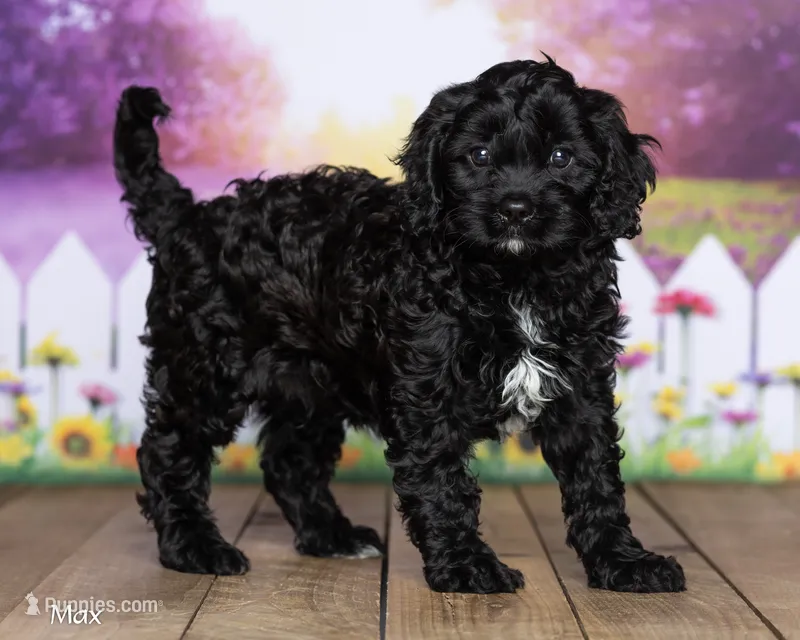Max – Cavapoo puppy for sale in North Adams, MI
