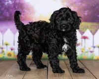 Max, a female Cavapoo for sale in North Adams, MI – 1 of 5