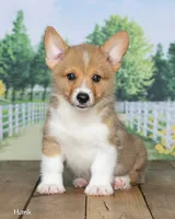 Hank, a male Pembroke Welsh Corgi for sale in North Adams, MI – 3 of 5