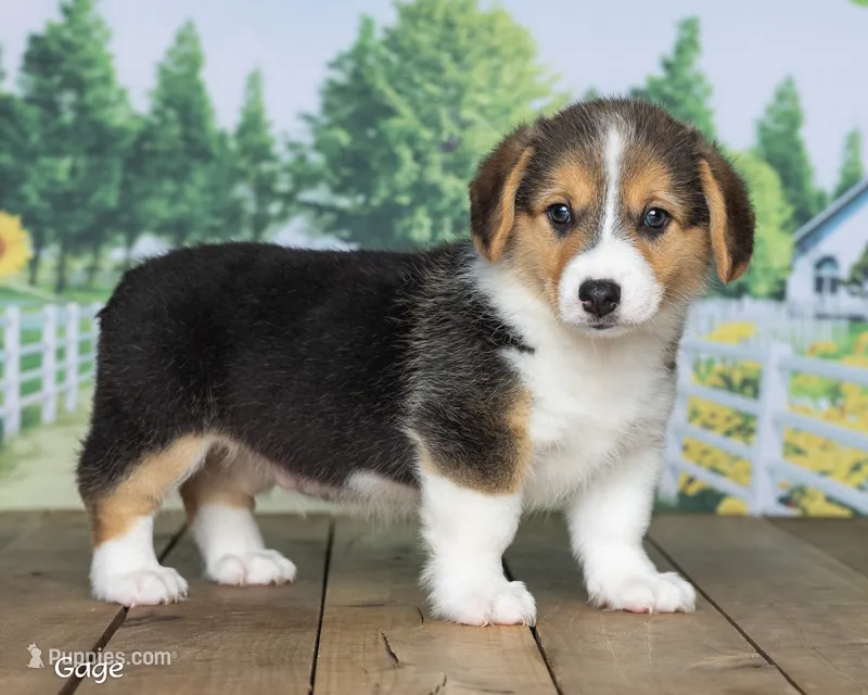 Gage – Pembroke Welsh Corgi puppy for sale in North Adams, MI