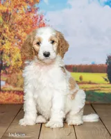 Jackson, a male Goldendoodle for sale in North Adams, MI – 3 of 5