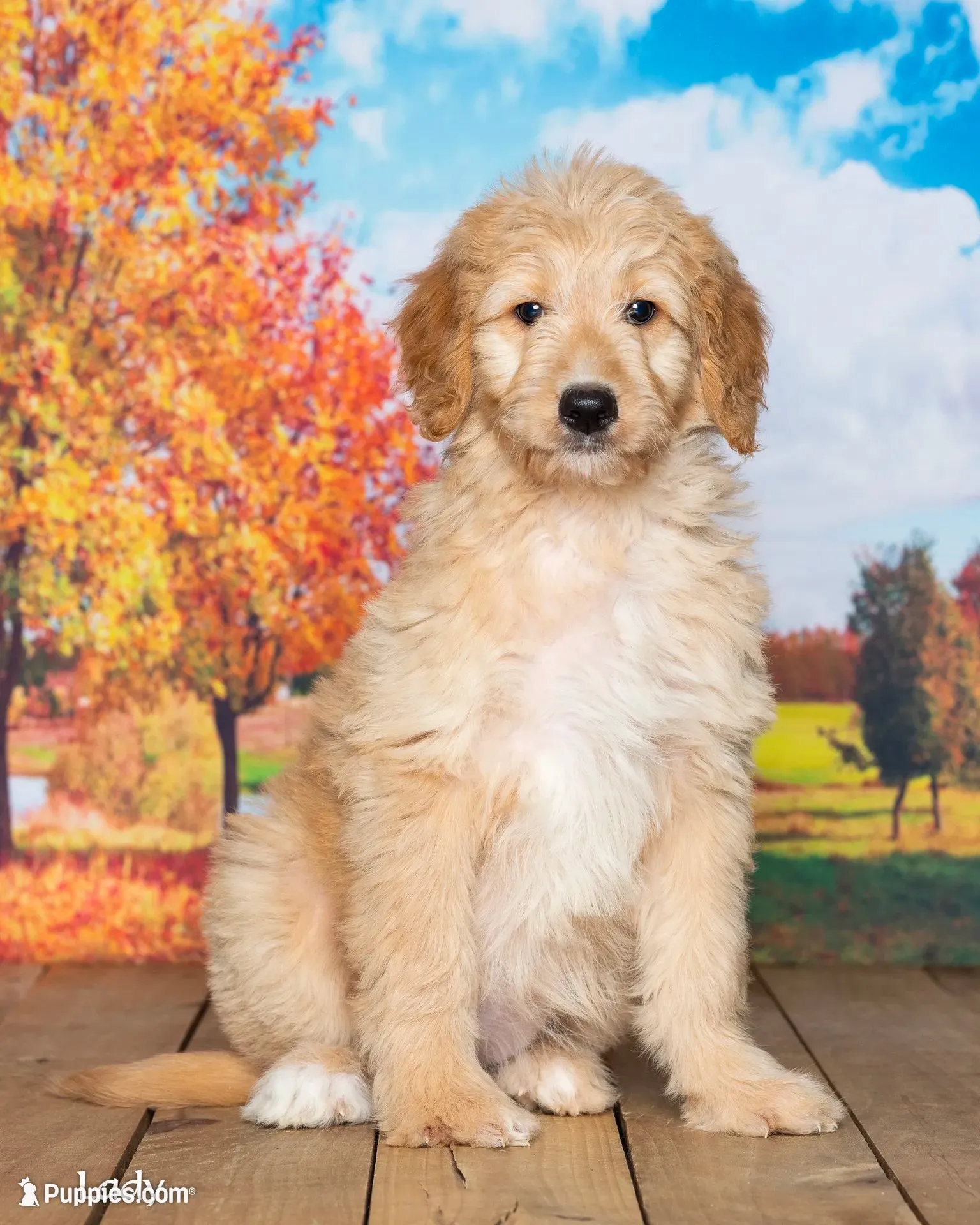 Lady, a female Goldendoodle for sale in North Adams, MI – 1 of 5