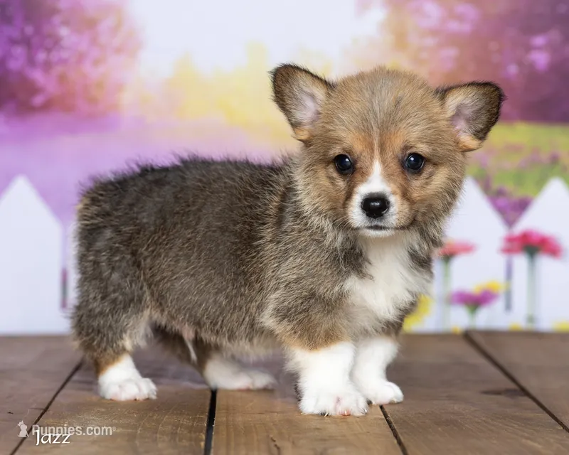 Jazz – Pembroke Welsh Corgi puppy for sale in North Adams, MI