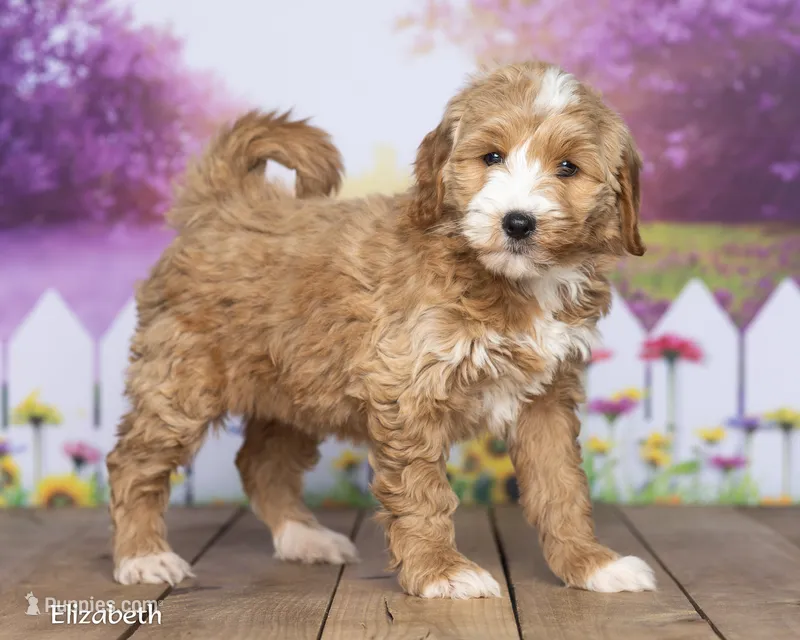 Elizabeth – Miniature Goldendoodle puppy for sale in North Adams, MI