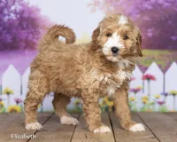 Elizabeth, a female Miniature Goldendoodle for sale in North Adams, MI – 1 of 5