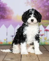 Charlie, a male Cavapoo for sale in North Adams, MI – 2 of 5