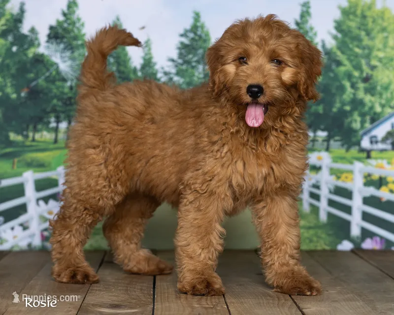 Rosie – Miniature Goldendoodle puppy for sale in North Adams, MI