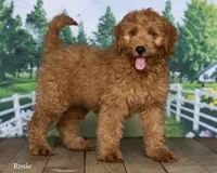 Rosie, a female Miniature Goldendoodle for sale in North Adams, MI – 1 of 5