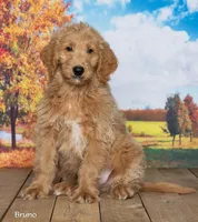 Bruno, a male Goldendoodle for sale in North Adams, MI – 2 of 5