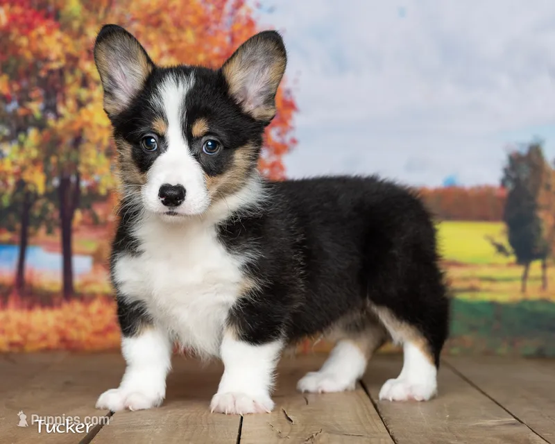 Tucker – Pembroke Welsh Corgi puppy for sale in North Adams, MI