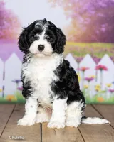 Charlie, a male Cavapoo for sale in North Adams, MI – 3 of 5