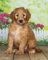 Faith, a female Goldendoodle for sale in North Adams, MI – 3 of 5