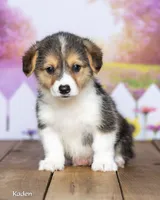 Kaden, a male Pembroke Welsh Corgi for sale in North Adams, MI – 3 of 5
