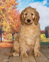 Scout, a male Goldendoodle for sale in North Adams, MI – 3 of 5
