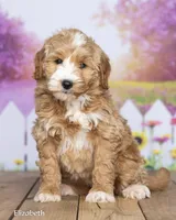 Elizabeth, a female Miniature Goldendoodle for sale in North Adams, MI – 3 of 5