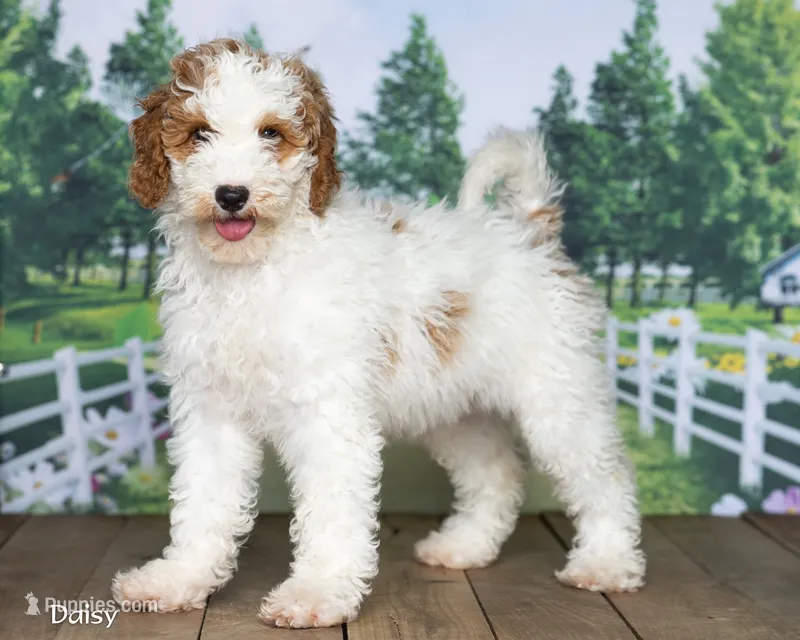 Daisy – Miniature Goldendoodle puppy for sale in North Adams, MI