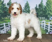 Daisy, a female Miniature Goldendoodle for sale in North Adams, MI – 1 of 5