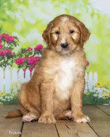 Travis, a male Goldendoodle for sale in North Adams, MI – 2 of 5