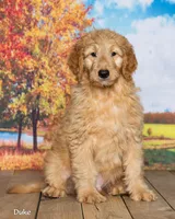 Duke, a male Goldendoodle for sale in North Adams, MI – 3 of 5