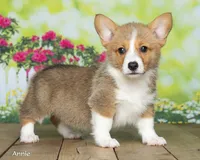 Annie, a female Pembroke Welsh Corgi for sale in North Adams, MI – 1 of 5