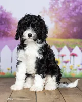 Lucy, a female Cavapoo for sale in North Adams, MI – 3 of 5