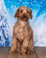 Lucy, a female Cavapoo for sale in North Adams, MI – 5 of 5
