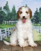 Daisy, a female Miniature Goldendoodle for sale in North Adams, MI – 2 of 5