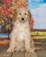 Oscar, a male Goldendoodle for sale in North Adams, MI – 3 of 5