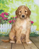 Cindy, a female Goldendoodle for sale in North Adams, MI – 2 of 5
