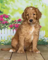 Darron, a male Goldendoodle for sale in North Adams, MI – 2 of 5