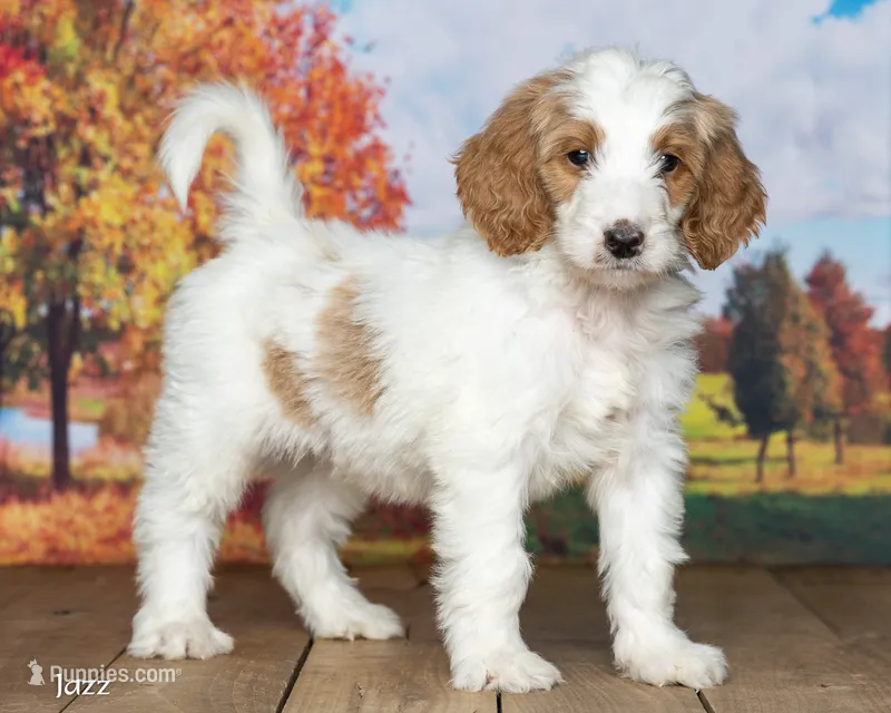Jaz – Goldendoodle puppy for sale in North Adams, MI