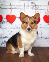 Dolly, a female Pembroke Welsh Corgi for sale in North Adams, MI – 4 of 5
