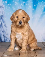 Austin, a male Goldendoodle for sale in North Adams, MI – Photo 3 of 5