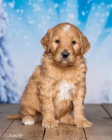 Austin, a male Goldendoodle for sale in North Adams, MI – Photo 2 of 5