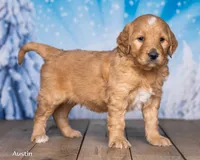 Austin, a male Goldendoodle for sale in North Adams, MI – Photo 1 of 5