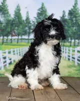 Taylor, a male Cavapoo for sale in North Adams, MI – 2 of 5