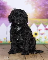 Kayla, a female Cavapoo for sale in North Adams, MI – 3 of 5