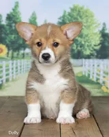 Dolly, a female Pembroke Welsh Corgi for sale in North Adams, MI – 3 of 5