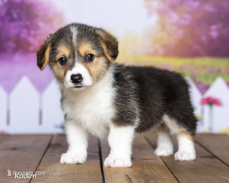 Kaden – Pembroke Welsh Corgi puppy for sale in North Adams, MI